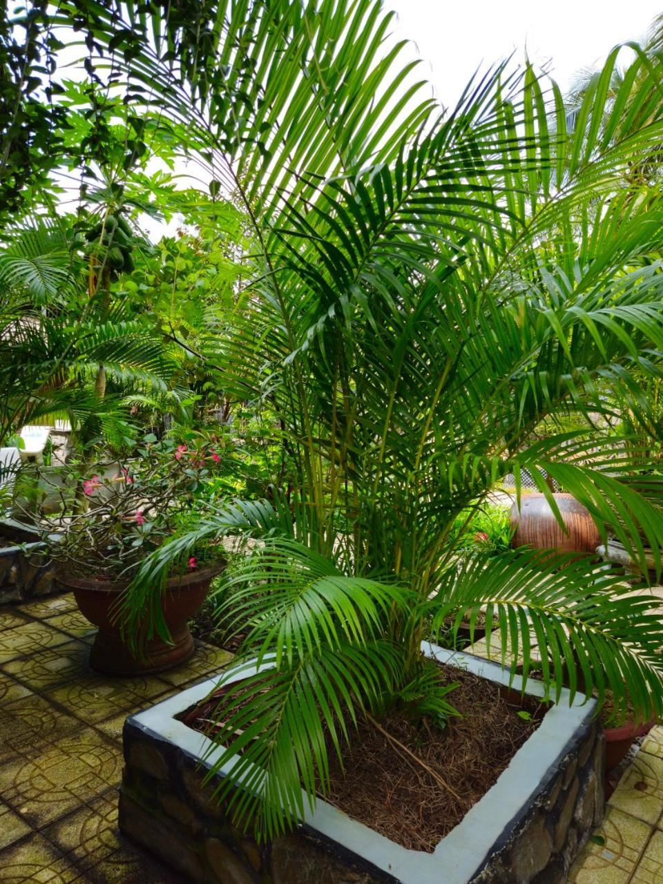 Homestay Bao Binh Ben Tre Eksteriør bilde